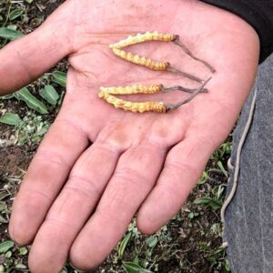 Dong Trung Ha Thao Bhutan 50 Con 10gr 1