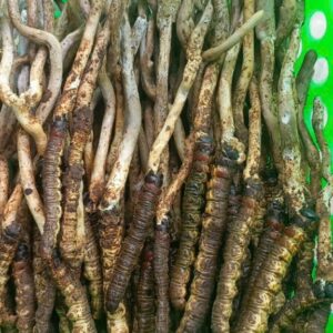 Dong Trung Ha Thao Viet Nam Tuoi 50 gram 1