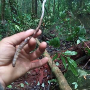 Dong Trung Ha Thao Viet Nam Tuoi 50 gram 2