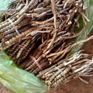 Dong Trung Ha Thao Viet Nam Tuoi 50 gram 3