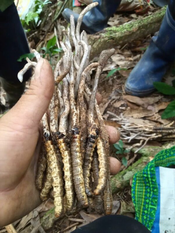 Đông Trùng Hạ Thảo Việt Nam Tươi 50 gram