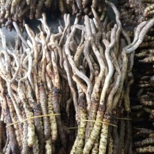 Dong Trung Ha Thao Viet Nam Kho Gay 50 gram 2