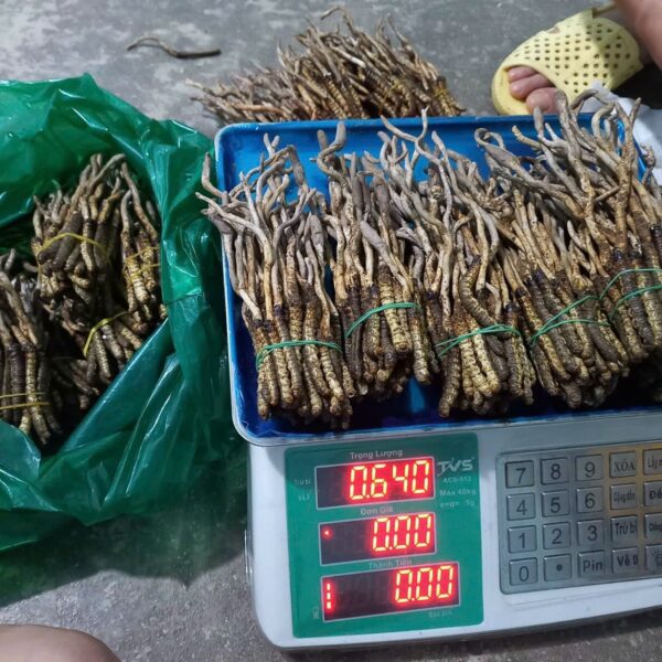 Đông Trùng Hạ Thảo Việt Nam Khô Gãy 50 gram