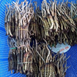 Dong Trung Ha Thao Viet Nam Kho Loai Dac Biet 10 gram 1