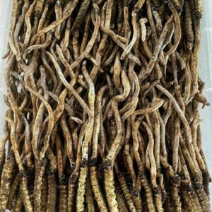 Dong Trung Ha Thao Viet Nam Kho Loai Dac Biet 10 gram