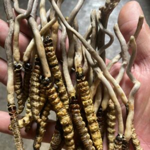 Đông Trùng Hạ Thảo Việt Nam Khô Loại Vip 10 gram 1 Dong Trung Ha Thao Viet Nam Kho Loai Vip 10 gram 2