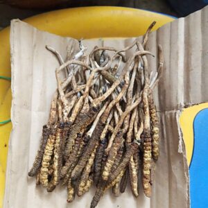 Dong Trung Ha Thao Viet Nam Tuoi Gay 50 gram 2