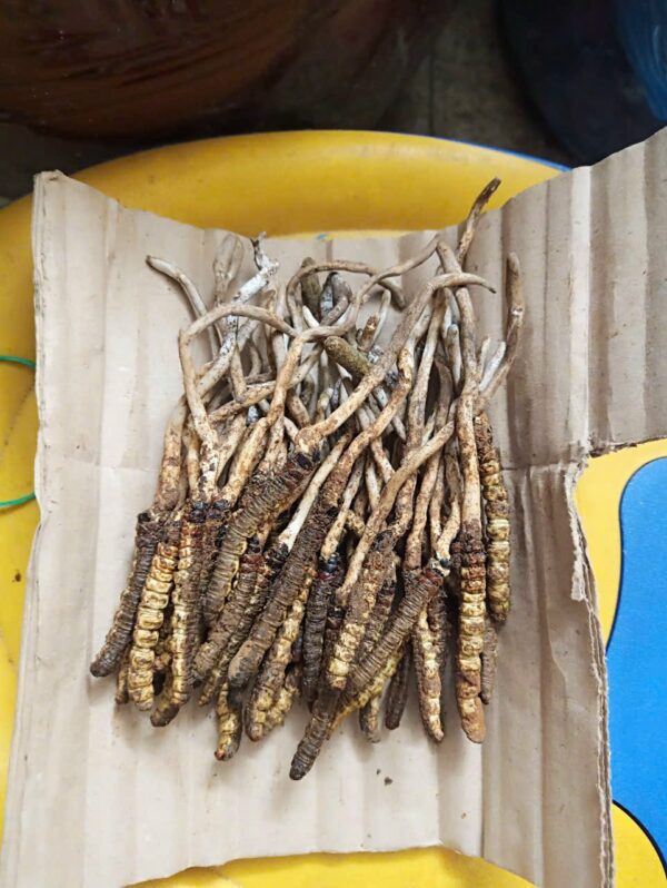 Đông Trùng Hạ Thảo Việt Nam Tươi Gãy 50 gram