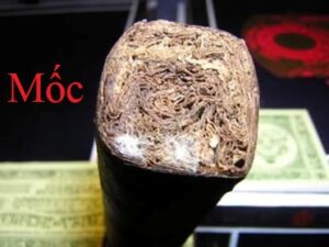 Xì Gà Lên Tuyết và Xì Gà Bị Mốc 3 Xì Gà bị mốc