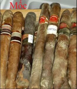 Xì Gà Lên Tuyết và Xì Gà Bị Mốc 2 Xì Gà bị mốc