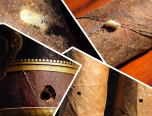 Cách Phòng Chốt Mối Mọt Xì Gà Chuẩn Chuyên Gia